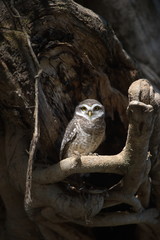 Spotted Owlet