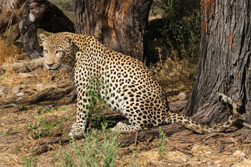 Fototapeta na wymiar leopard nachdenklich