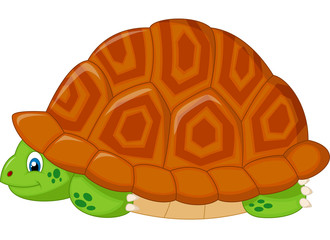 Turtle hiding in his shell