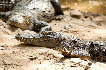Crocodile basking in the sun