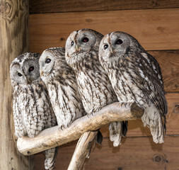 Famiglia di allocchi - Strix aluco
