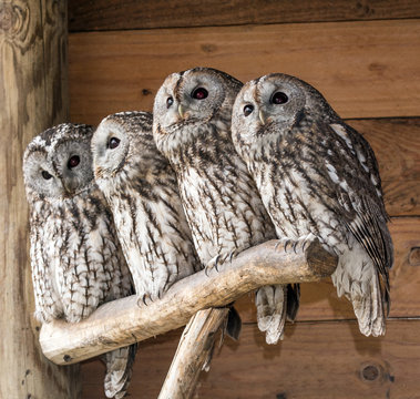 Famiglia di allocchi - Strix aluco