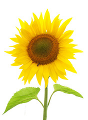 Obraz premium подсолнух