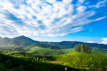 Morning at tea plantation under blue cloudy sky