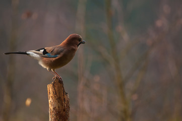 Common jay