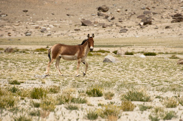 Tibetan wild donkey at highland pasturage