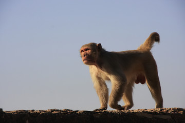 Rhesus macaque walking on a wall of Taragarh Fort, Bundi, India