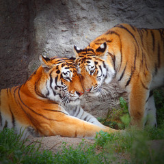 Naklejka premium Para Tygrysów. Miłość w naturze.