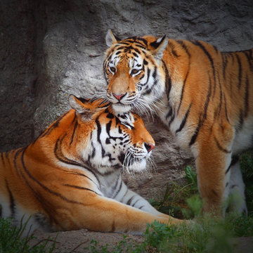 Tiger's couple. Love in nature.