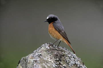 Common redstart, Phoenicurus phoenicurus