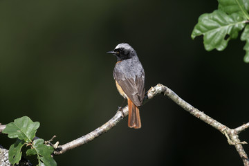 Common redstart, Phoenicurus phoenicurus