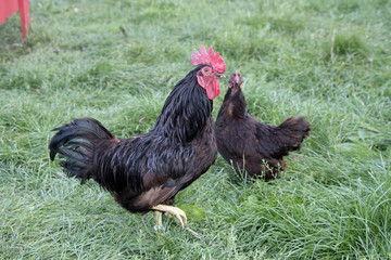 Rhode island red minature