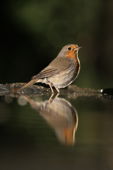Robin, Erithacus rubecula