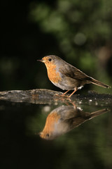 Robin, Erithacus rubecula