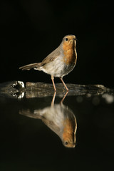 Robin, Erithacus rubecula