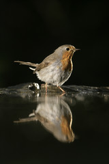 Robin, Erithacus rubecula