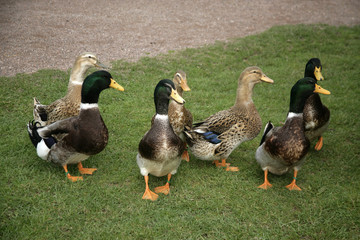 Rouen domestic duck