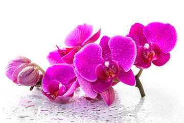 Rosa Orchidee mit Tau und Reflexion