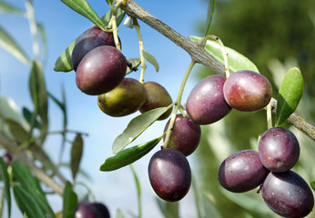 Reife Oliven vor Ernte Olivenbaum Toskana - Ripe Olives