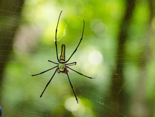 The Giant wood spider (Nephila maculata, nephila pilipes)