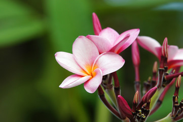 Fleur de frangipanier ou plumeria rose