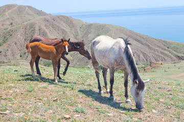 family horse eats grass on the seashore
