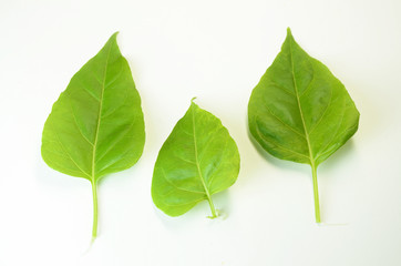 leaf