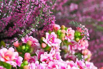 Kalanchoe und Heidekraut in rosa