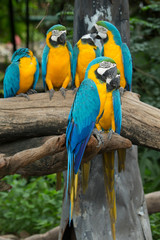 parrot bird