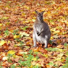 Papier Peint photo Lavable Kangourou One small kangaroo standing in autumn leaves