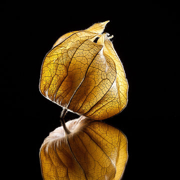 Physalis