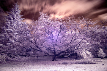 Stunning false color infrared forest landscape image