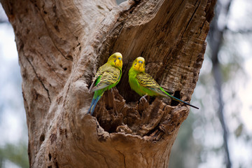Couple of budgerigar parrots on the nest