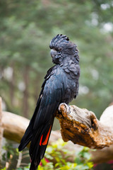Obraz premium Red-tailed black cockatoo male