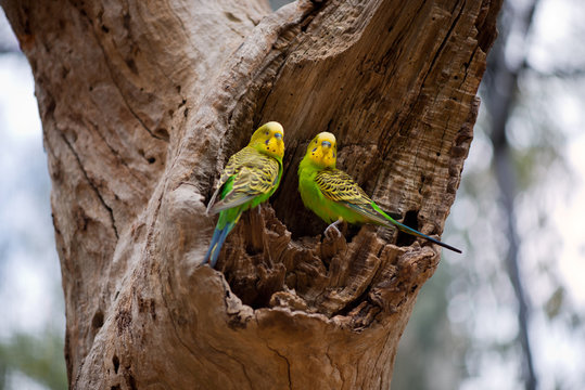 Fototapeta Couple of budgerigar parrots on the nest