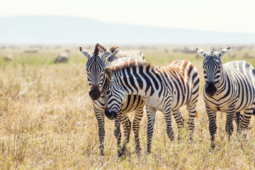 Fototapeta na wymiar Zebra friends in Serengeti Tanzania