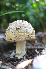 Amanita citrina