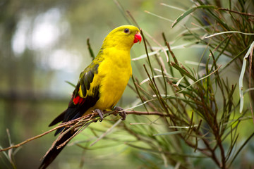 Regent Parakeet
