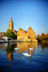 White swans in Bruges canal