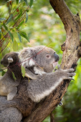 Obraz premium Mother koala with baby
