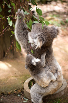 Koala and joey eating eucaliptus leaves