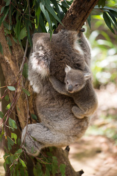Koala with baby climbing on a tree