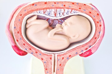 fetus anatomy model
