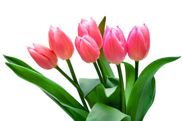 tulips isolated on white background
