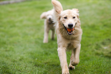 Happy Golden Retreiver Dog with Poodle Playing Fetch Dogs Pets