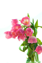 Naklejka na ściany i meble Beautiful pink tulips