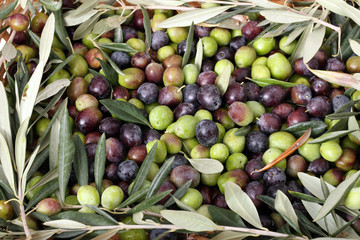 Cesto di olive nere e verdi