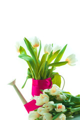 Beautiful spring cheerful tulips in watering can