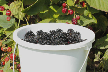 Brombeeren (Rubus sectio Rubus)
