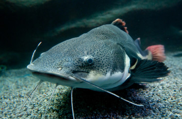 Phractocephalus hemioliopterus fish known as redtail catfish